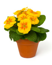 Growing Yellow Primula Flower