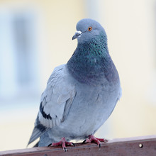 Grey Pigeon Close-Up