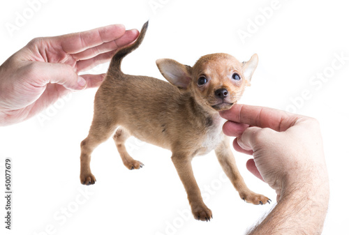 Short Haired Chihuahua Puppy In Front Of A White Background Buy