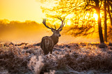 Fototapeta  - Red deer in morning sun