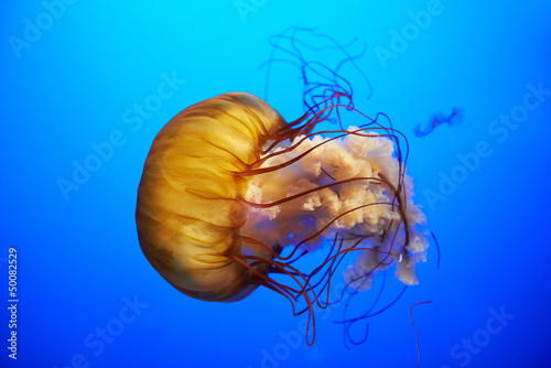 Obraz na płótnie canvas trzyczęściowy "tryptyk" Pomarańczowe meduzy (chrysaora fuscescens)