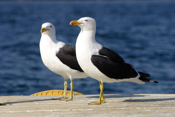 Seagull couple