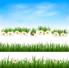 Aufkleber - Collection of green grass backgrounds. Vector illustration.