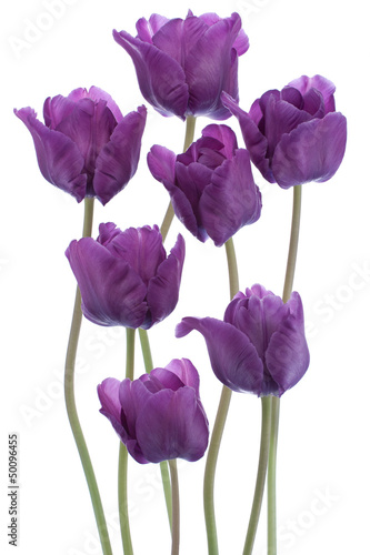 Naklejka dekoracyjna tulip