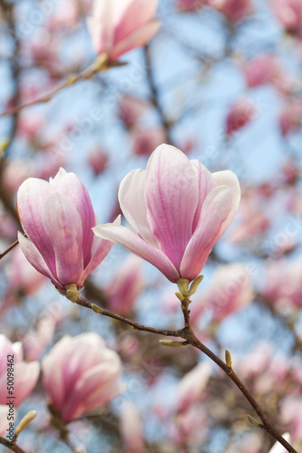 Board z aluminiowym obramowaniem Kwiat magnolii