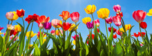 Tulpen Im Frühling