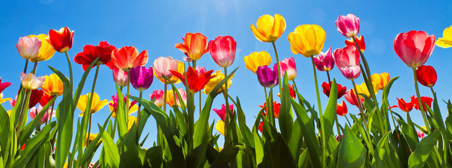 Fotomurales - Tulpen im Frühling