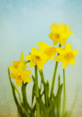 Fototapete - Vintage Yellow Daffodils