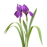 Purple Iris Flowers