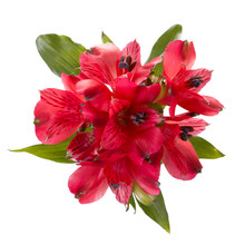 Top View Of  Red Alstroemeria Flowers Isolated On White