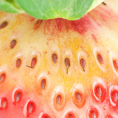 Wall Mural - macro background of big red strawberry