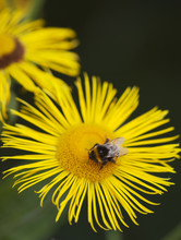 Little Bee Pollinate A Yellow Daisy