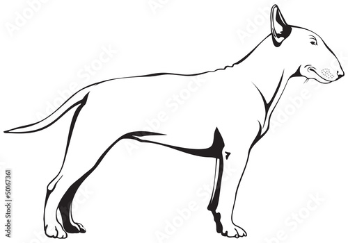 Obraz na płótnie canvas trzyczęściowy "tryptyk" Bull Terrier pies