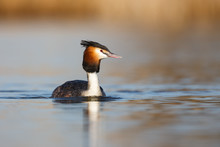 Great Crested Grebe With Fish