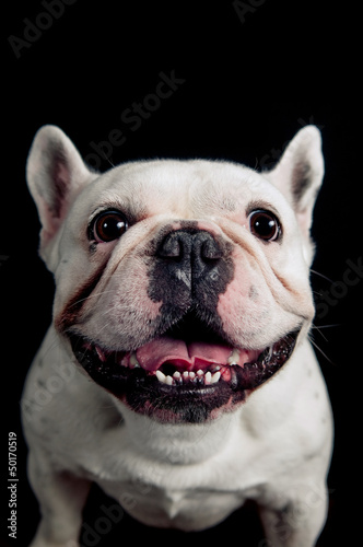 Board z aluminiowym obramowaniem Zabawny portret Buldog francuski