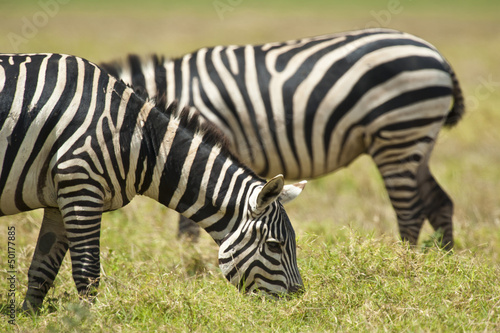 Plakat na papierze fotorealistycznym Wypas zebra