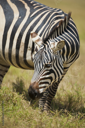Plakat na papierze fotorealistycznym Wypas zebra