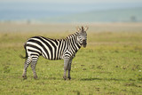Fototapeta Sawanna - Zebra standing in the Savannah