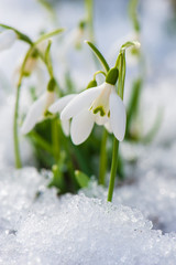 Wall Mural - Schneeglöckchen - Snowdrop flowers