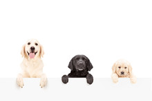 Three Dogs Posing Behind A Blank Panel