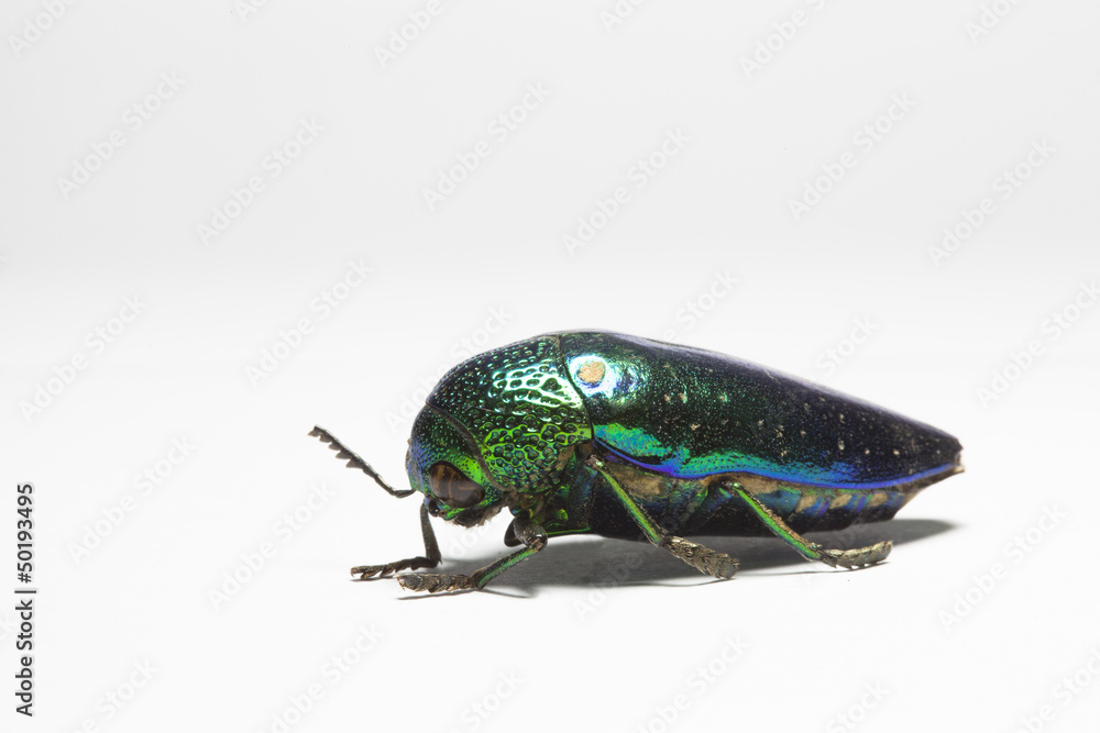 Buprestidae  beetle - obrazy, fototapety, plakaty 