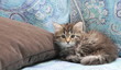 Gattina siberiana sul divano
