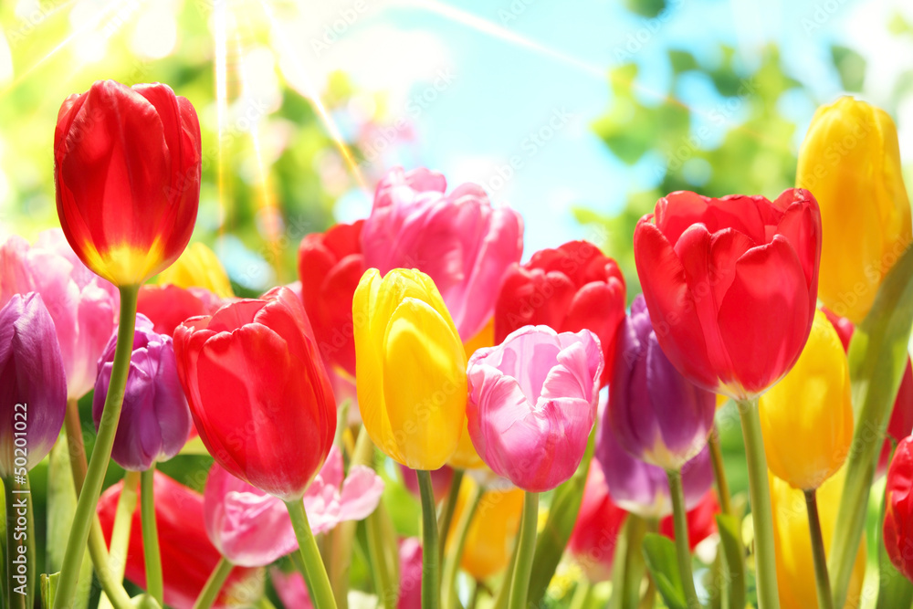 Fresh tulips in warm sunlight - obrazy, fototapety, plakaty 