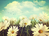 Fototapeta Na sufit - Vintage look of summer daisies in grass