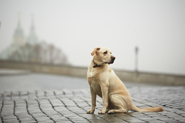 Yellow labrador retriever is waiting on the street