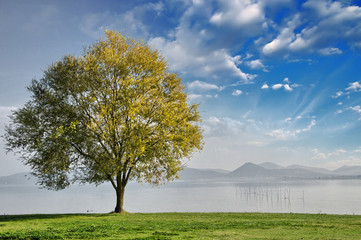 Wall Mural - Beautiful view of isolated tree on dramatic background sky