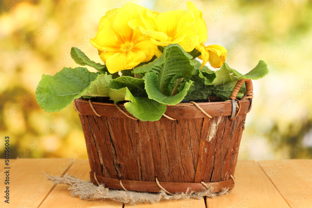 Beautiful yellow primula in basket