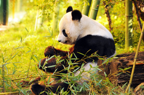 Board z aluminiowym obramowaniem Wielka panda siedzi na leśnej podłodze, jedząc bambus