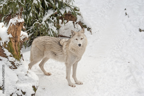 Board z aluminiowym obramowaniem Tundra wolf (canis lupus arctos) na śniegu