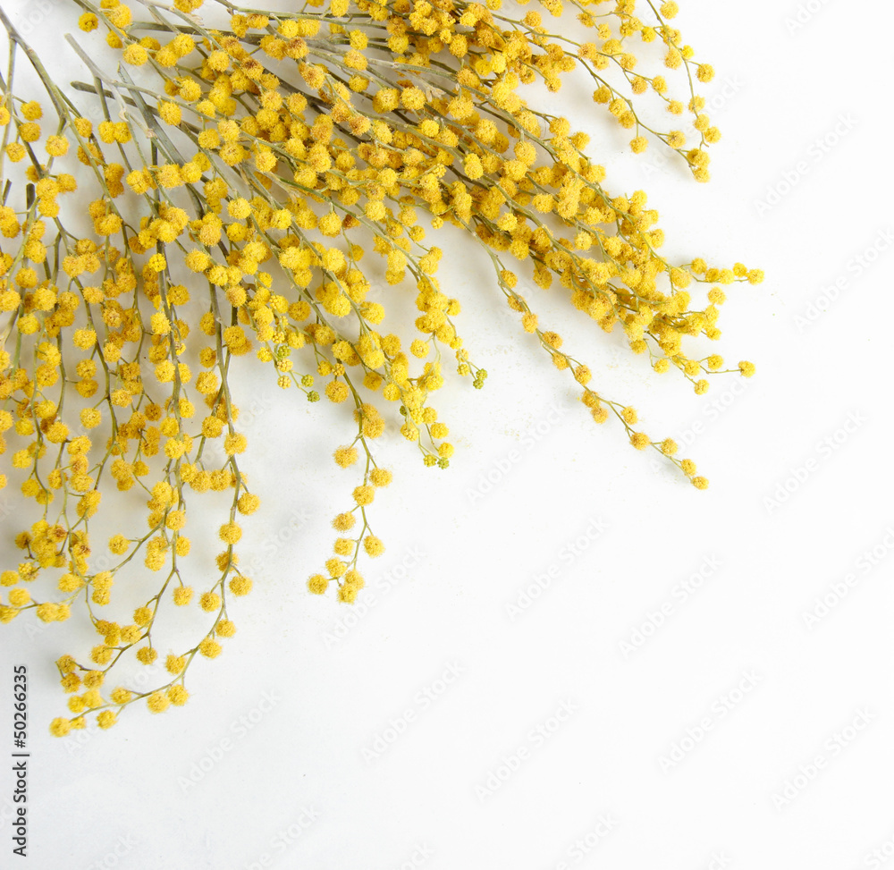 Twigs of mimosa flowers, isolated on white