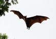 Fruit bat (flying fox) landing in tree