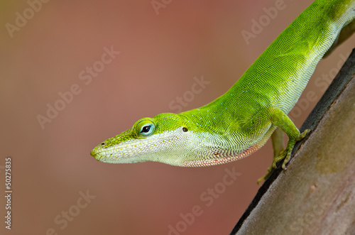 Board z aluminiowym obramowaniem Zielona jaszczurka anole (Anolis carolinensis)
