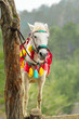 Colorful decorated horse hitched to tree