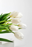 Fototapeta Kwiaty - White Tulips