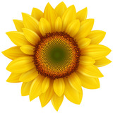 Sunflower isolated.