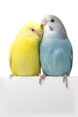 two birds are on a white background