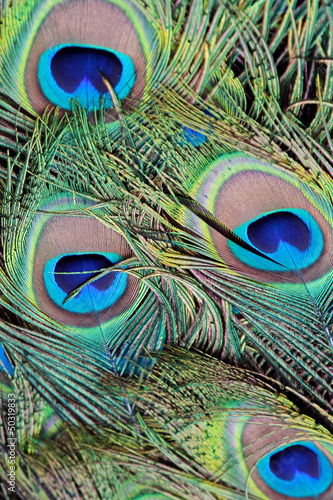 Plakat na zamówienie Closeup a peacock feathers (Pavo cristatus)