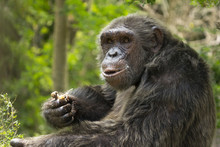 Chimpanzee Eating Chicken