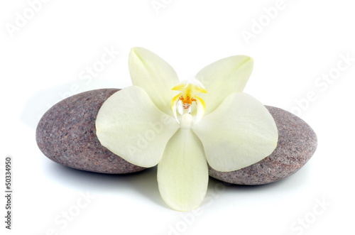 Tapeta ścienna Orchidea i kamień