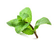 © msk.nina - Fresh mint isolated on a white background