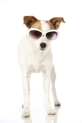 Wall Mural - Hund mit Sonnenbrille - Dog with sunglasses