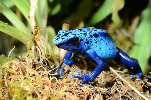 Obraz na płótnie canvas trzyczęściowy "tryptyk" Kolorowa niebieska żaba Dendrobates tinctorius