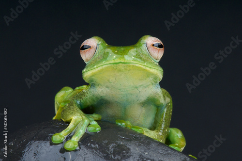Obraz na płótnie canvas Biała spotted tree frog / boophis sibilans