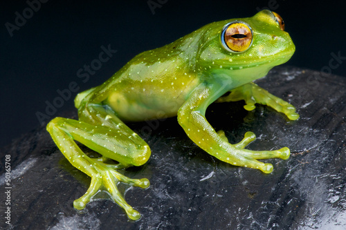 Obraz na płótnie canvas trzyczęściowy "tryptyk" Golden-eyed tree frog / boophis albipunctatus