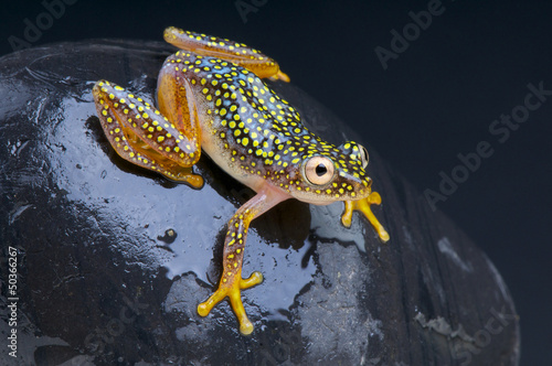 Obraz na płótnie canvas Spotted frog / heterixalus alboguttatus