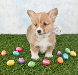 Sticker - Easter Corgi Puppy